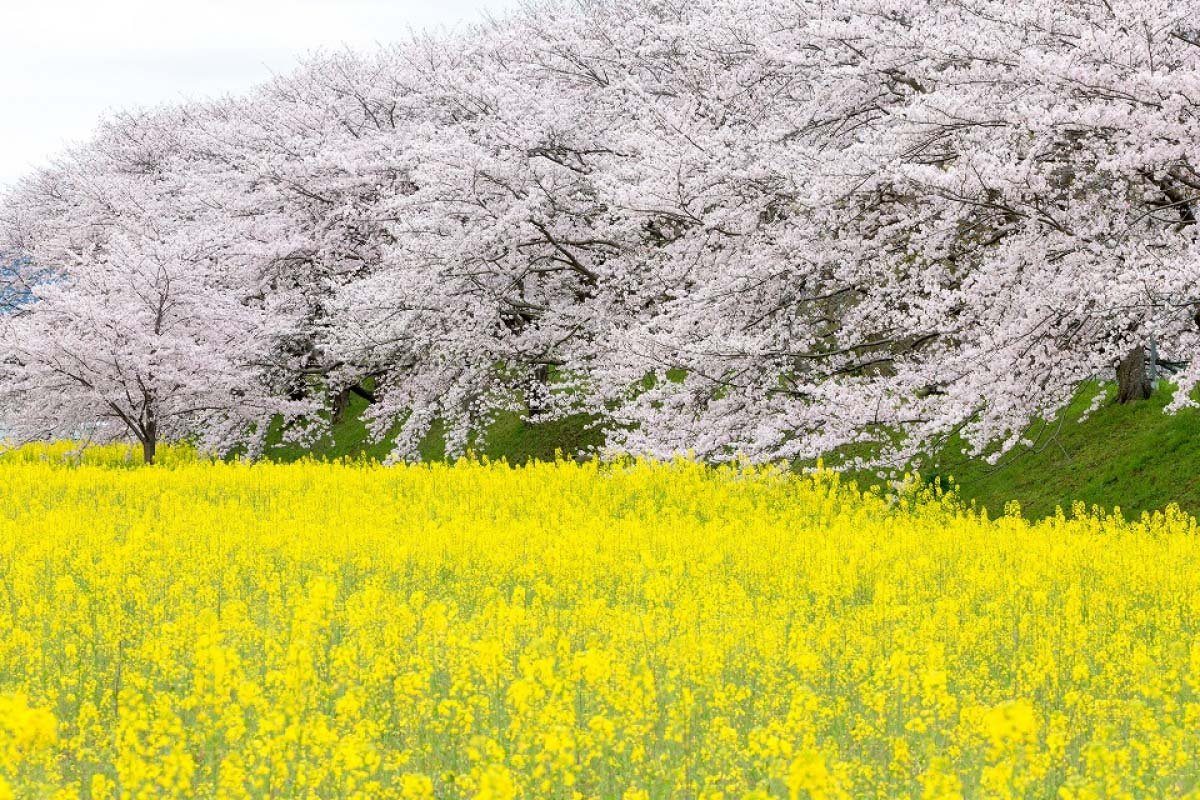 🏞️ 후지와라 궁터(후지와라쿄아토) 이미지 5